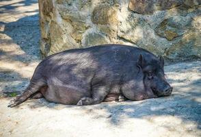 ritratto di un maiale che dorme per terra in una giornata di sole