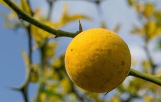 poncirus di frutta gialla sullo sfondo di rami spinosi e cielo. foto