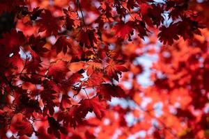 foglie d'acero rosse contro il cielo. foto