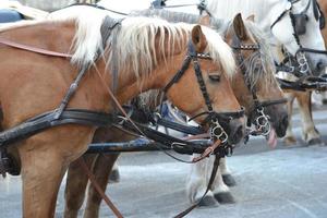 cavalli su vecchio cittadina nel vienna, Austria foto