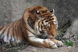 tigre posa su un' terra foto