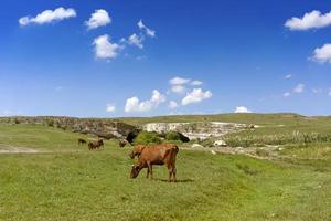 giovane toro nero su uno sfondo di campo verde. foto