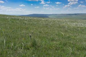 panorama del paesaggio della steppa con erba foto