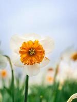 bellissimo Narciso nel il olandese i campi nel primavera. foto