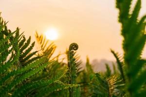 foglie di felce e sole mattutino foto