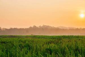 foglie di felce e sole mattutino foto