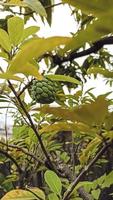 verde le foglie di un' Mango albero foto