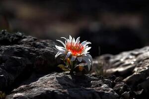 il stella alpina fiore cresce su uno di il pianeti nel spazio dove Là è no vita, recupero di il pianeta dopo il apocalisse, generativo ai. foto