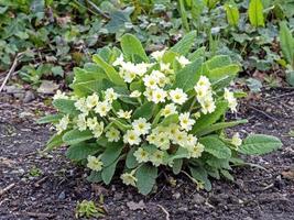 Comune primula pianta primula acaulis con giallo fiori foto