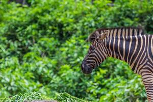 zebra ritratto viso e testa vedendo il cibo foto