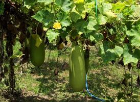 giovane frutta di inverno melone o cera zucca sospeso su ramo con foglia e fiore nel giardino. foto