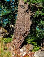 tronco insolito - una scena di albero di cicuta - gamma a cascata - o foto