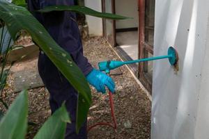 peste sterminatore dipendenti siamo utilizzando pesticida spruzzatore a del cliente casa e ricerca per come molti nidi come possibile. un dipendente a partire dal peste controllo azienda è spruzzatura sostanze chimiche per uccidere il insetti. foto