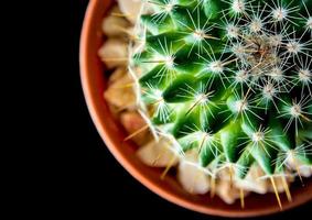 specie di cactus mammillaria su sfondo nero foto