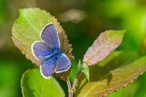 primo piano di una farfalla ala blu su una foglia verde foto