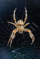 ragno da giardino sul suo web foto