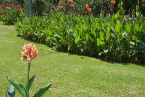 canna fiore campo con bellissimo colori fioritura nel il giardino foto