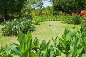 canna fiore campo con bellissimo colori fioritura nel il giardino foto