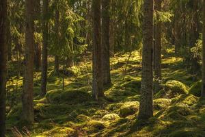 bellissima foresta di pini e abeti in Svezia foto