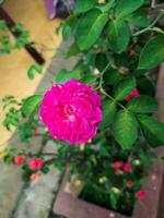 rosa rosa gallica fiori nel il cortile foto