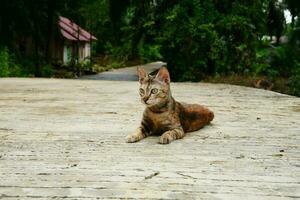 visto un' domestico gattino giocando nel il strada foto