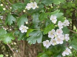 ungherese Hawthorne crataegus negra fiorire siepe pianta foto