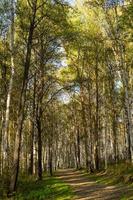 paesaggio naturale con vista sugli alberi e un sentiero nel boschetto. foto