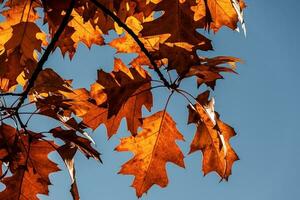 sfondo di Marrone quercia le foglie contro un' blu autunno senza nuvole cielo foto