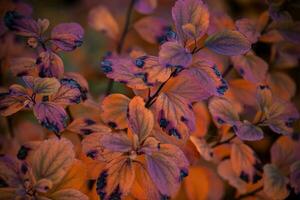 rosso autunno le foglie di il cespuglio nel il caldo pomeriggio sole nel il giardino foto