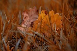 rosso autunno quercia le foglie dire bugie tra verde erba nel il parco nel avvicinamento foto