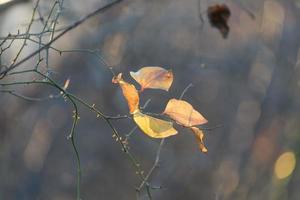astratto sfondo sfocato con un ramo e una foglia in una luce sagomata. foto