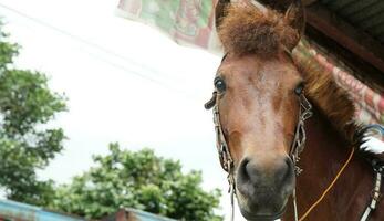 cavallo da corsa con sella davanti Visualizza foto