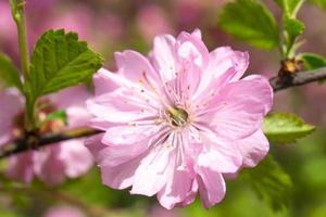 delicati fiori di ciliegio rosa su uno sfondo romantico sfocato. foto