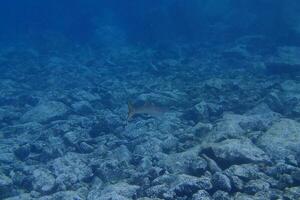 subacqueo fotografie di immersione nel il atlantico oceano Il prossimo per il canarino isole