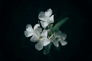 bianca fiore su verde sfondo nel estate giardino foto