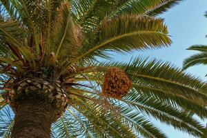 palma albero con frutti di bosco contro il blu cielo, avvicinamento foto