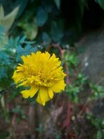 calendula è un' selvaggio pianta quello cresce nel giardini. foto