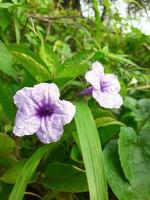 kencana ungu bugiardo o ruellia tuberosa o pletekan è un' arbusto quello ha un' blu o viola colore. foto