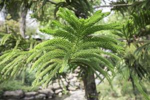 albero di pino lussureggiante foto