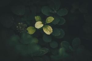 l piccolo leggero verde le foglie di un' cespuglio su un' buio floreale sfondo foto