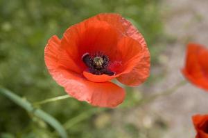 rosso delicato estate papavero su verde prato sfondo foto