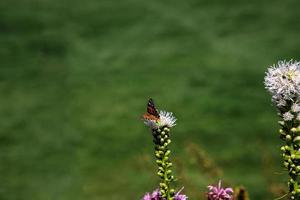 gratuito farfalle tra il fiori nel il città giardino su un' caldo soleggiato estate giorno, foto