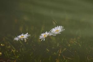 bianca delicato primavera fiori margherita in crescita nel il foresta tra verde fogliame foto