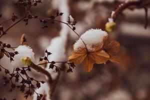 un' secco delicato fiore nel il giardino su un' freddo gelido giorno durante caduta bianca neve foto