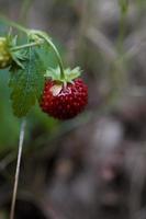 gustoso selvaggio rosso selvaggio fragola tra verde le foglie nel il foresta foto