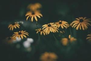 delicato interessante giallo fiori su un' verde sfondo tra il le foglie nel il giardino foto