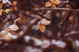 un' secco delicato fiore nel il giardino su un' freddo gelido giorno durante caduta bianca neve foto