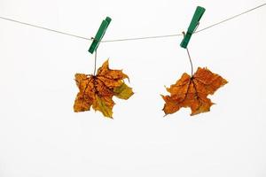 colorato autunno acero foglia su un' bianca isolato sfondo appuntato con un' fermaglio clip sospeso su un' corda foto