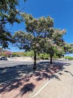 Pring strada con fioritura alberi nel alicante, Spagna foto