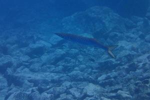 subacqueo fotografie di immersione nel il atlantico oceano Il prossimo per il canarino isole